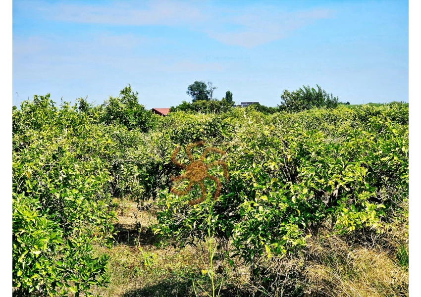 Sad pomarańczowy z budynkiem,  Cullera, Walencja